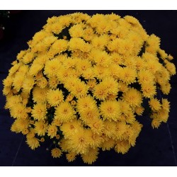 Crisantemo Bola Amarilla